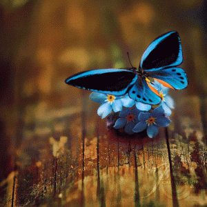 a29abf4703de90aae32ab8ca9aa6500e.gif