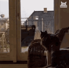 cat-scaring-bird-cat-jumping-to-glass-door.gif
