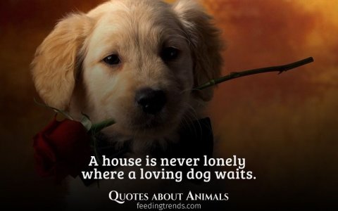 quotes_about_animals_be51d3ef5d.jpg