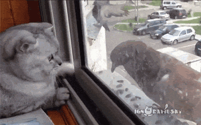 funny-gif-cat-window-bird.gif