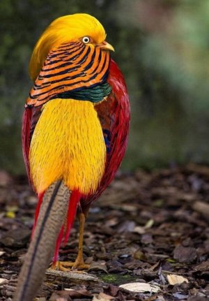 goldenpheasant.jpg goldenpheasant.jpg