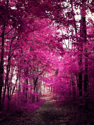 magenta.jpg