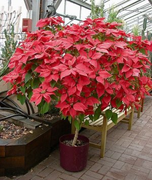 e0ca9b83f203d60cab01615d7cca7e05--poinsettia-tree-christmas-flowers.jpg