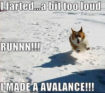 dog-funny-animal-humor-20148341-669-596.jpg