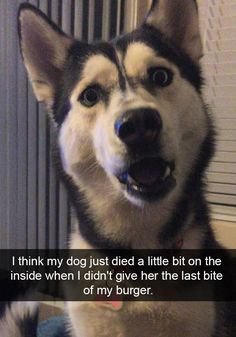 animals.jpg