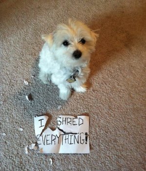pet-shaming-shred-everything.jpg