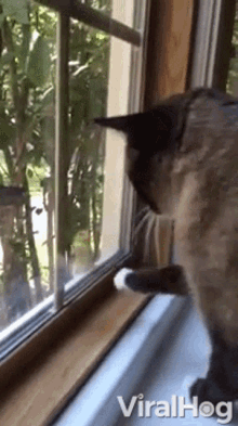cat-scratch.gif