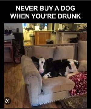 drunk dog cow.jpeg