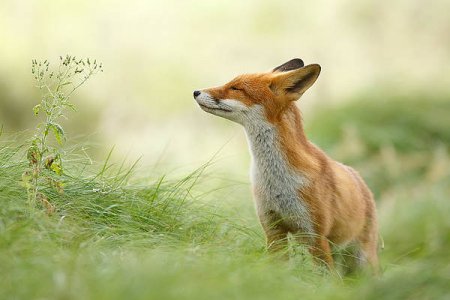 1-zen-fox-roeselien-raimond.jpg