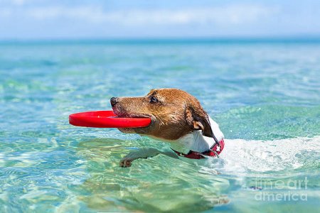 dog-catching-a-red-flying-disc-and-javier-brosch.jpg