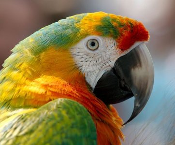 macaw-943228__480.jpg