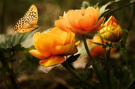 flowers-19830__480.jpg
