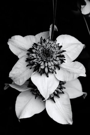 Tumblr_l_39469419199575.jpg