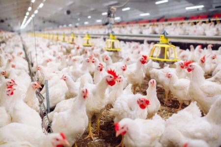 Striking Chickens.jpg