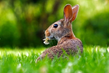 rabbit-1903016__480.jpg