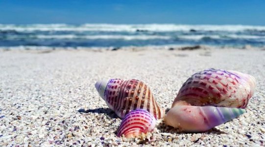 seashell-2821388__480.jpg