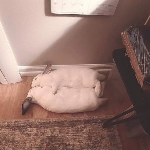 sleepingbuns.jpg