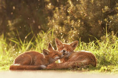 sunshower-roeselien-raimond.jpg