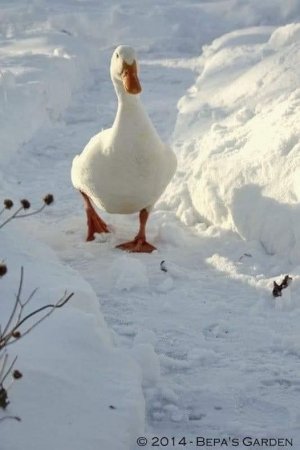 duck on walkway.jpg