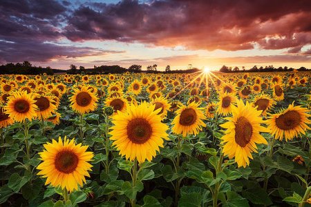sunshine-michael-breitung.jpg