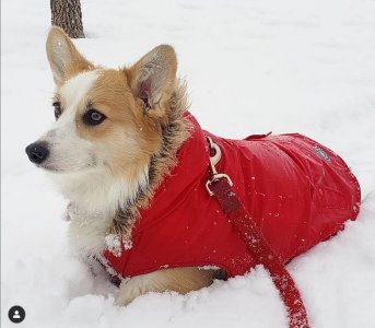 snow dog. 2019.JPG