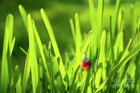 ladybug-in-grass-carlos-caetano.jpg