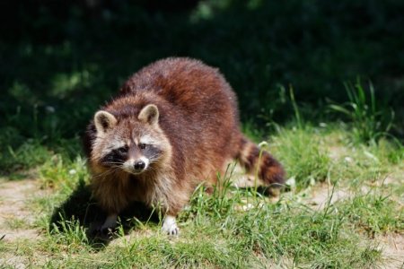 common-raccoon-1536x1024[1].jpeg