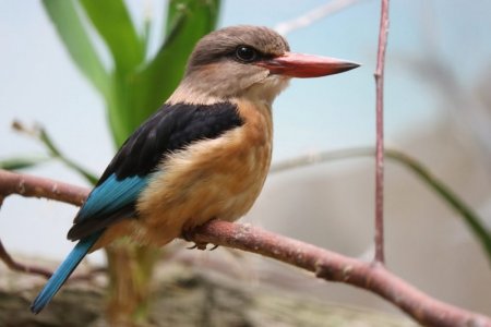brown-hooded-kingfishers-1536x1024[1].jpeg