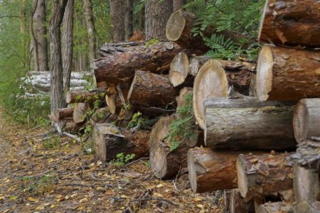 logs-in-a-forest-1536x1024[1].jpeg