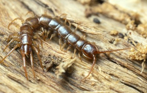 brown-centipede-1536x979[1].jpeg