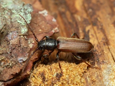 brown-spruce-longhorn-beetle-1536x1153[1].jpeg