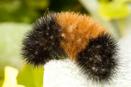 wooly-bear-caterpillar-1536x1024[1].jpeg