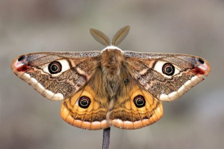 small-emperor-moth-1536x1024[1].jpeg