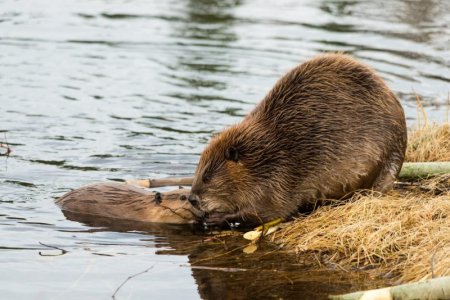 brown-beaver-with-her-cub-1536x1025[1].jpeg