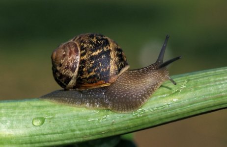 brown-garden-snail-1536x997[1].jpeg