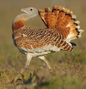 bustard.jpg