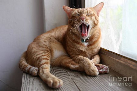 a-yawning-cat-supasun-worrayoshwarong.jpg