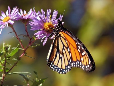 garden-17057__480.jpg