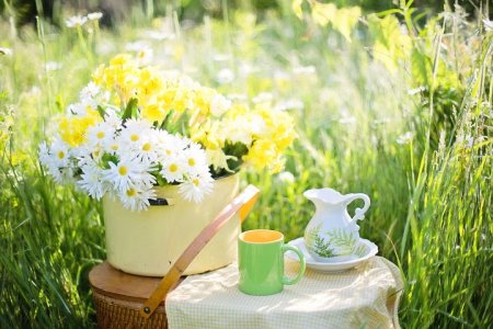 daisies-1466860__480.jpg