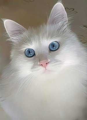 beautifulwhcat.jpg