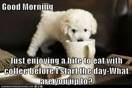 coffee dog.jpg