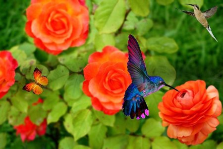 hummingbird-878703__480.jpg