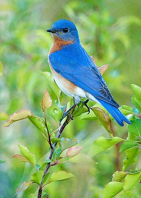 bluebird-joy-william-jobes.jpg