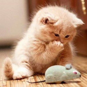 c7f6baa11bafb463cc7b99e527616bb0[1].jpg