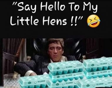 hens.jpg