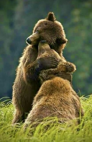 peace bear hug.jpg