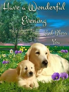 goodeveningwonderfldogs.jpg