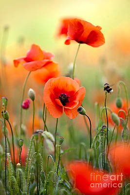 red-corn-poppy-flowers-06-nailia-schwarz.jpg