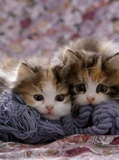 e6785636a3a70e71a786de9f7ae5e29c[1].jpg