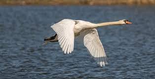 Swan Flying over Lake · Free Stock Photo